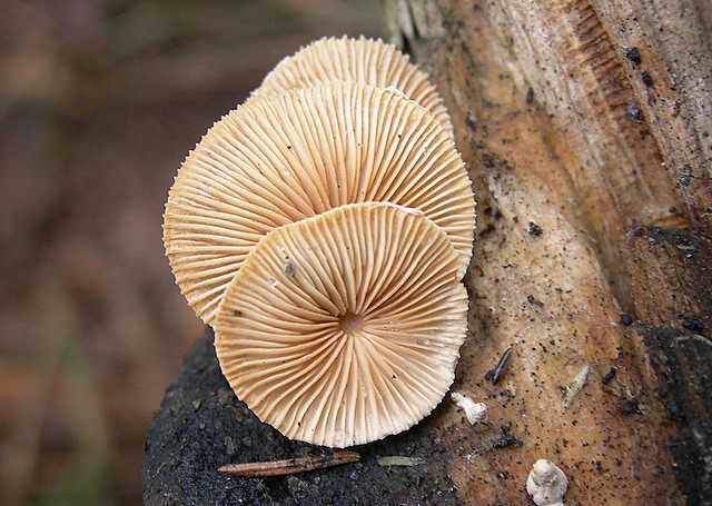 La valle dei funghi sconosciuti